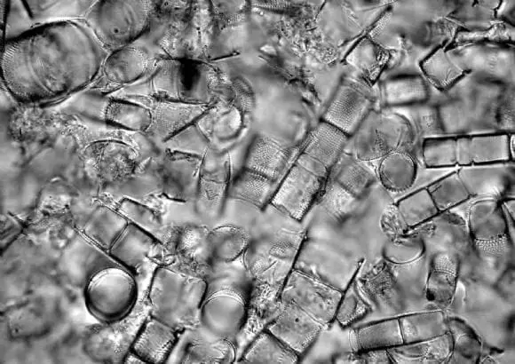investigando las diatomeas | Foto 9728