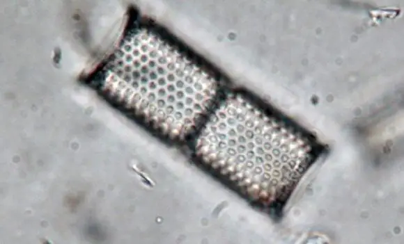 investigando las diatomeas | Foto 9732