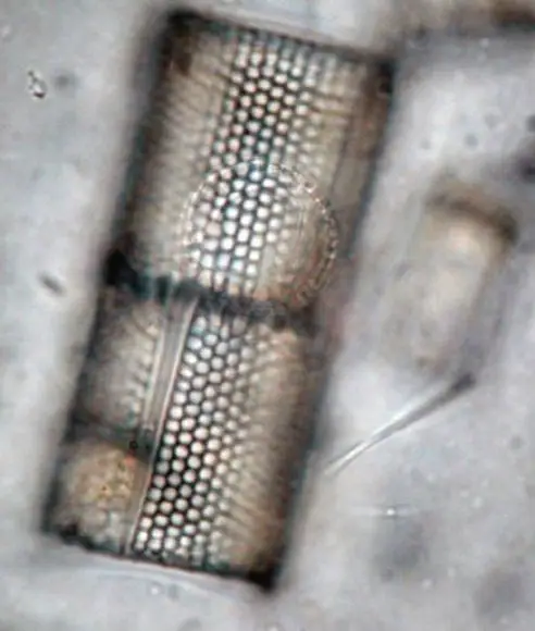 investigando las diatomeas | Foto 9733