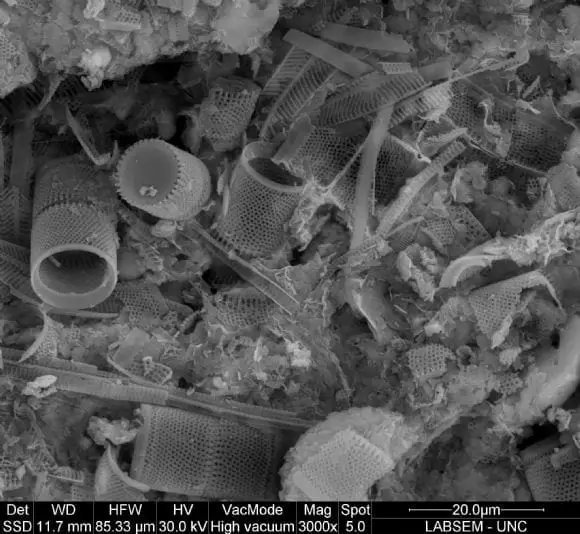 investigando las diatomeas | Foto 9734