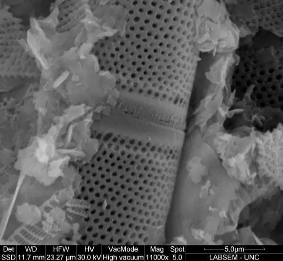 investigando las diatomeas | Foto 9735