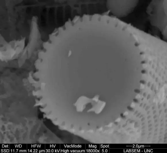 investigando las diatomeas | Foto 9736