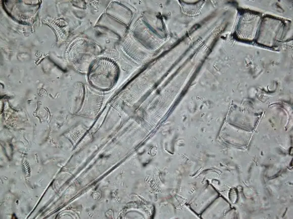 investigando las diatomeas | Foto 9737