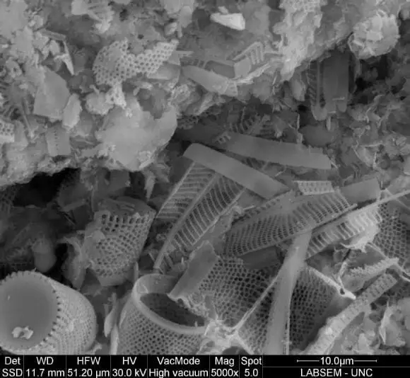 investigando las diatomeas | Foto 9738