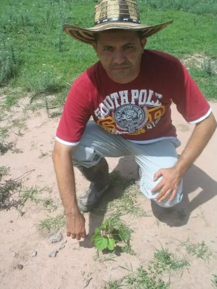 Fotos siembra cultivo de Jatropha Curcas en Bosconia y El Paso Cesar | Foto 9984