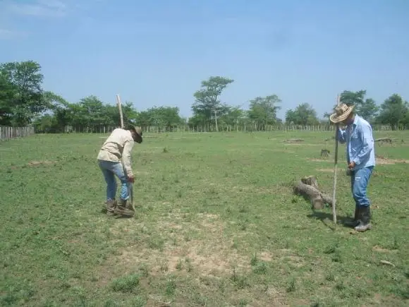 Fotos siembra cultivo de Jatropha Curcas en Bosconia y El Paso Cesar | Foto 9987