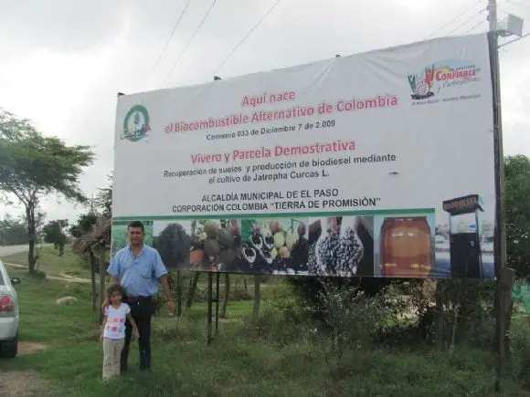 Fotos siembra cultivo de Jatropha Curcas en Bosconia y El Paso Cesar | Foto 9990