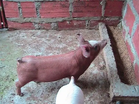 cerdos en Manizales,Colombia | Foto 10056