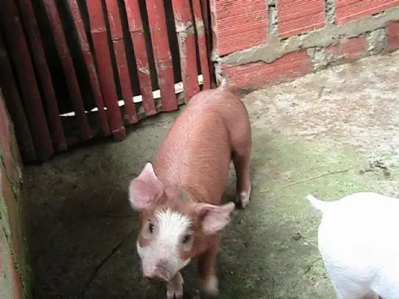 cerdos en Manizales,Colombia | Foto 10058
