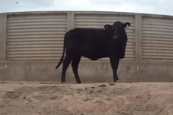 Toros Producidos en Liag " Finca Tolloche" | Foto 10139