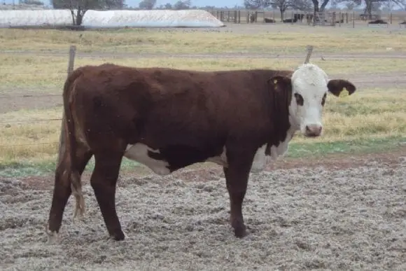 Toros Producidos en Liag " Finca Tolloche" | Foto 10141