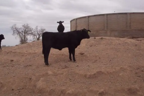 Toros Producidos en Liag " Finca Tolloche" | Foto 10142