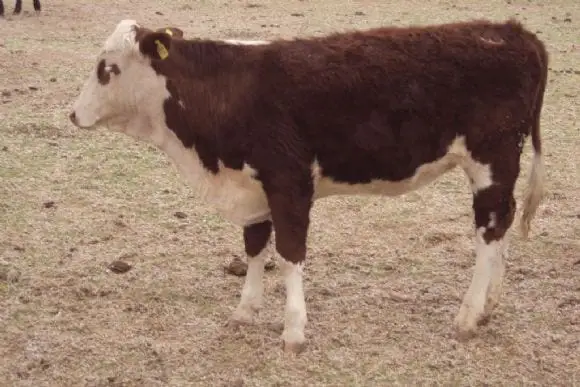 Toros Producidos en Liag " Finca Tolloche" | Foto 10143