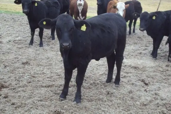 Toros Producidos en Liag " Finca Tolloche" | Foto 10144