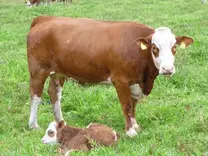 Vaquilla con ternero recién nacido, Simmental Fleckvieh