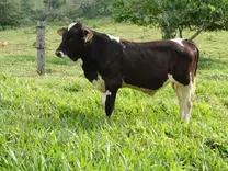 Becerra 5 meses Tricross Gyr Lechero/Holstein/Simmental Fleckvieh,