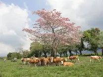 Hato Simmental Fleckvieh en trópico húmedo