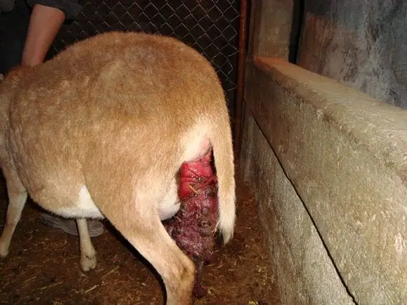 Prolapso uterino | Foto 10230
