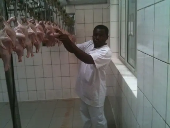Processing of chicken in Cameroon - chicken slaugthery