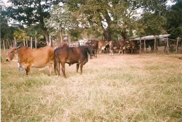 mis pobres vacas locas | Foto 10262
