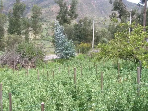 Valuaciones de predios agrícolas en el perú | Foto 10577
