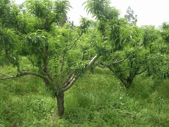 Valuaciones de predios agrícolas en el perú | Foto 10578