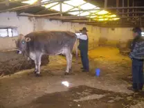Vaca donadora de embriones
