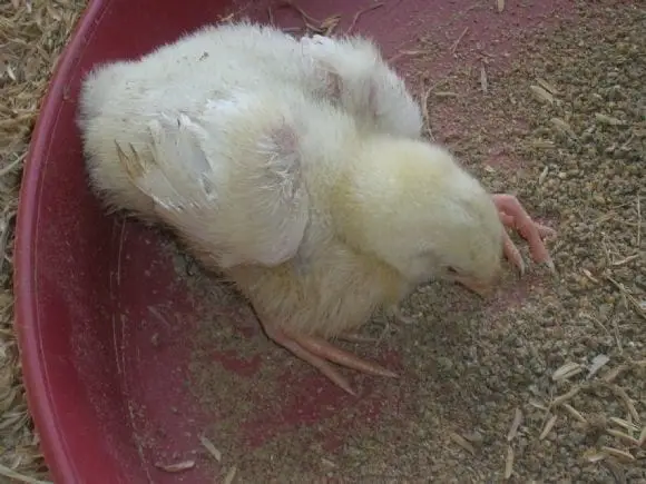 Diseases of Chick | Photo 10693