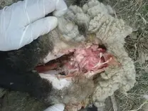 DX OESTRUS OVIS