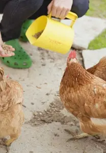 Feed Chickens with Feed pellets