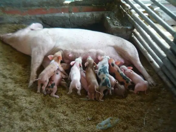 mi pequeña granja | Foto 11156