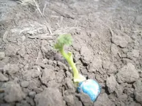 Plantula de una semilla correctamente curada