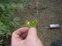 Llenado de grano