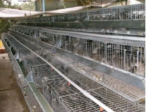 fabrica y distribucion de jaulas para toda clase de aves - articulos para la cria de aves de corral 2
