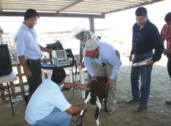 GGAVATT OVINOCULTORES DE LA PAZ (MEXICO) | Foto 11379