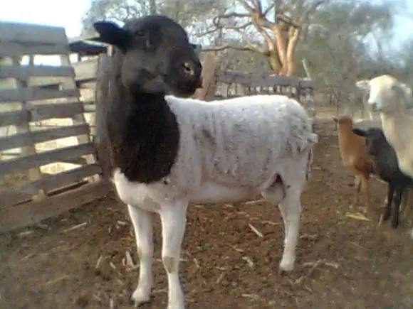 GGAVATT OVINOCULTORES DE LA PAZ (MEXICO) | Foto 11380