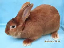 Conejo Rojo Satinado