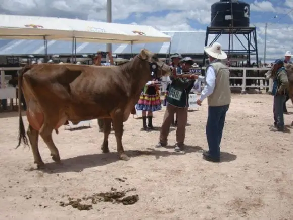 trabajo de campo con vacunos | Foto 11613