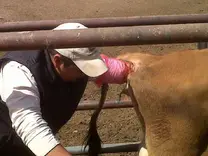 Detectando gestación en bovinos