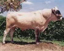 Vacas Caroras | Foto 11696