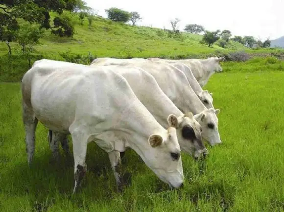 Vacas Caroras | Foto 11698