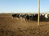 Llegada del lote de punta de vacas para iniciar el ordeño vespertino