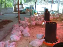 Pollos de 30 días