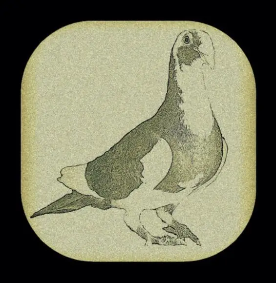 palomas de raza - Varias