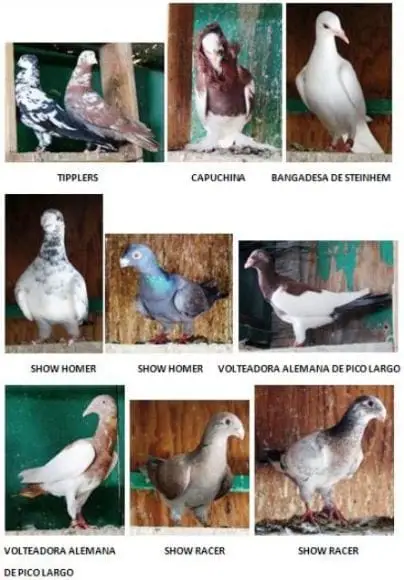 mis palomas 4 - mis palomas de raza