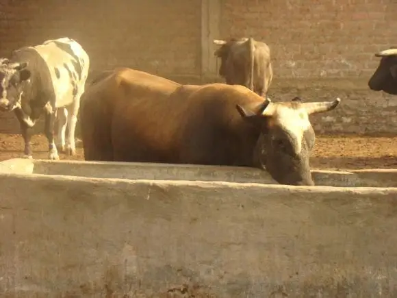 Toros que se montan y se causan fracturas - Varias