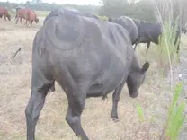 Musculatura en vaca