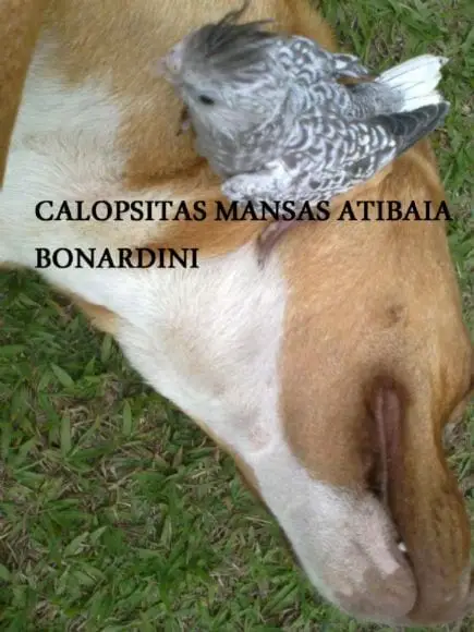 calopsitas mansas Atibaia / Bonardini - Bonan Nardini Calopsitas mansas Atibaia