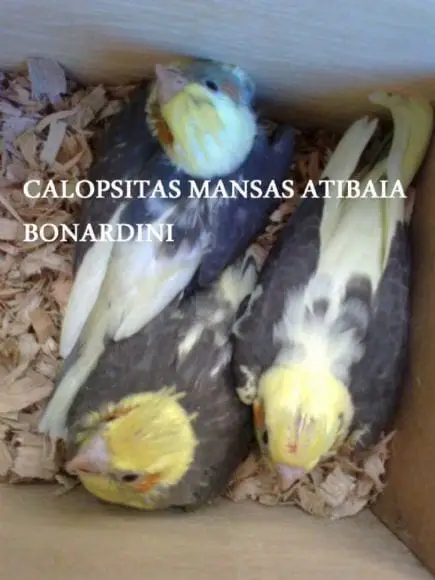calopsitas mansas Atibaia / Bonardini - Bonan Nardini calopsitas mansas filhotes de calopsitas