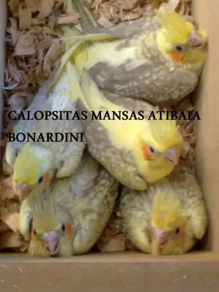 calopsitas mansas Atibaia / Bonardini - Bonan Nardini calopsitas mansas filhotes de calopsitas